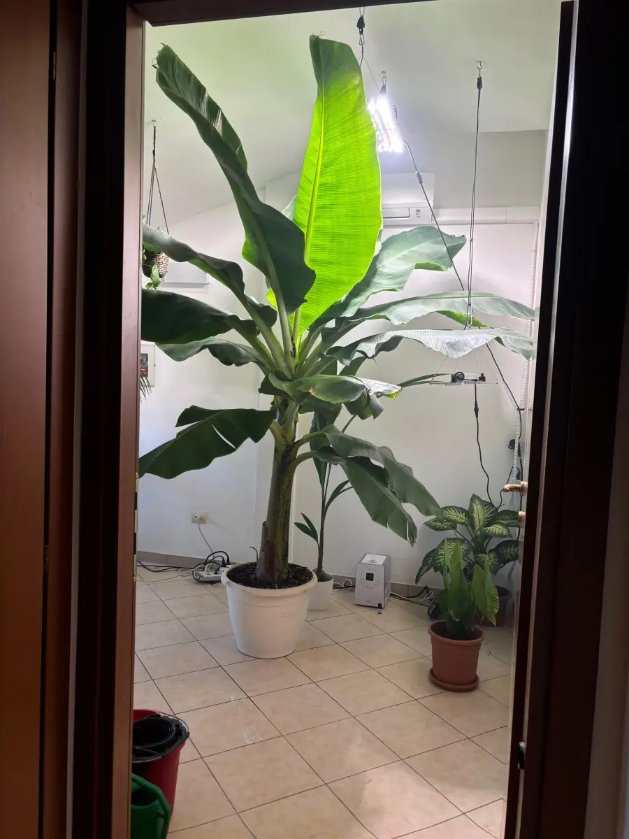 Whiteboard with study notes at 5 AM, surrounded by tropical plants under a grow light